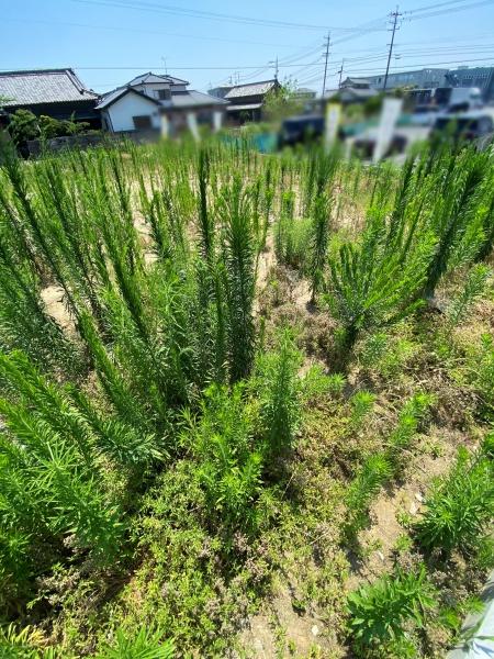 豊田市広美町下之切の土地