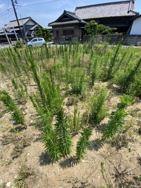 豊田市広美町下之切の土地