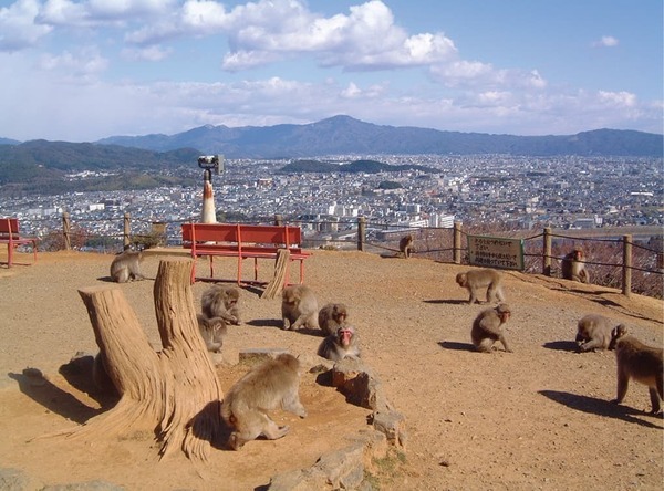 京都市右京区嵯峨鳥居本仏餉田町の土地(嵐山モンキーパークいわたやま)