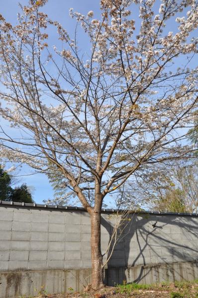 京都市右京区嵯峨鳥居本小坂町の土地
