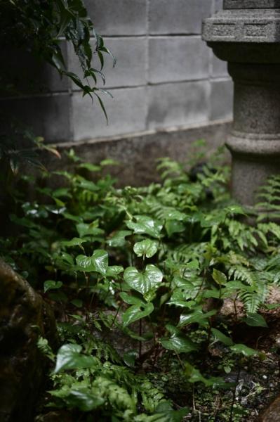 京都市北区紫野十二坊町の中古一戸建