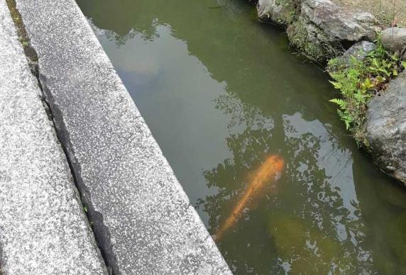 京都市北区衣笠赤阪町の土地