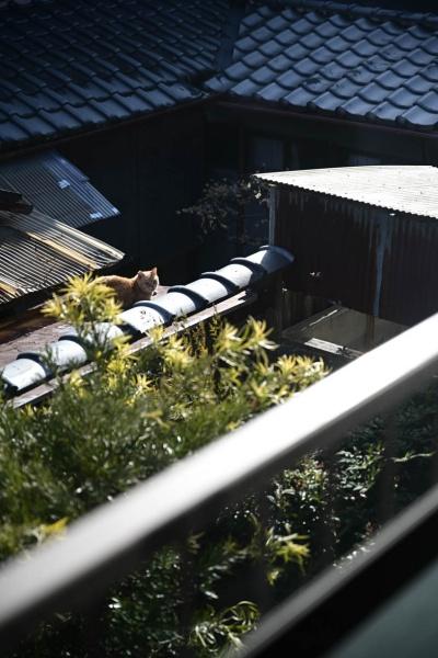 京都市左京区下鴨蓼倉町の中古一戸建て
