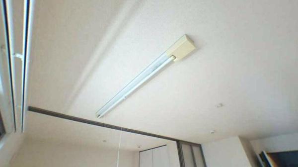 パウロニア