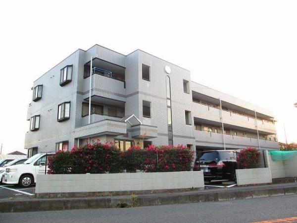 サンゴールドシマムラ