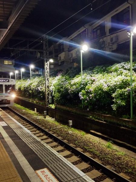 マメゾン羽根木(東松原駅(京王井の頭線))