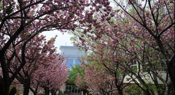 千葉市若葉区高品町の事務所(千葉市立みつわ台南小学校)