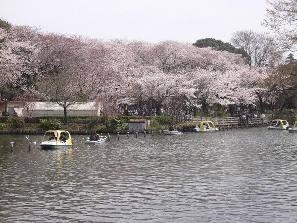 ヴィラベール洗足池(洗足池)