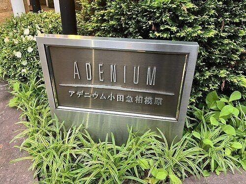 アデニウム小田急相模原
