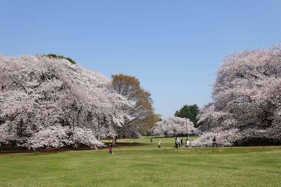 スターヴァレイサンク(東京都立砧公園)
