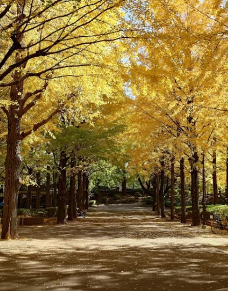 板橋区上板橋１丁目のマンション(都立城北中央公園)
