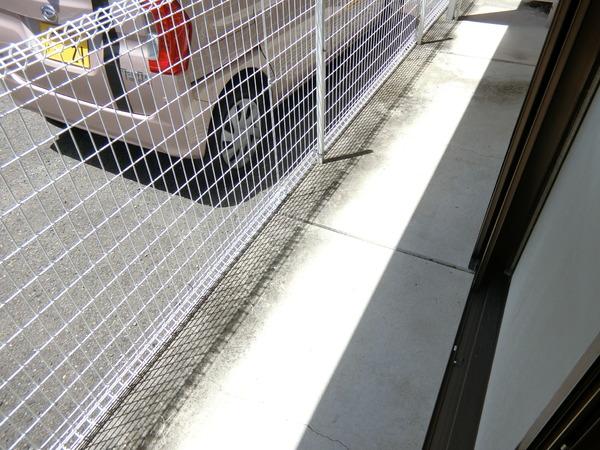 バイオレット輝