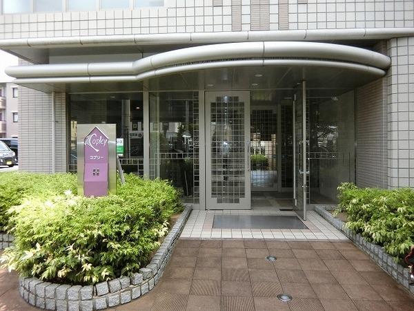 コプリー　キタハナダ