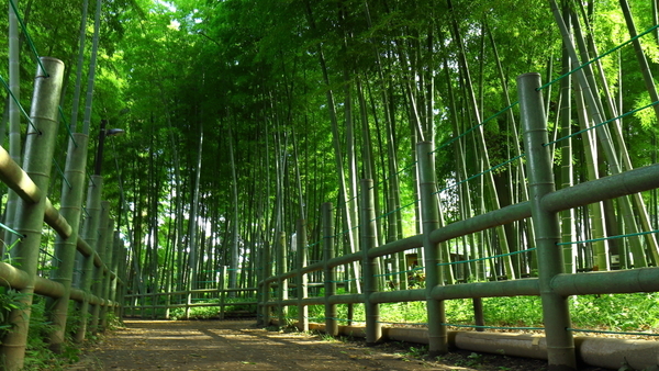 フォレステ碑文谷(すずめのお宿緑地公園)
