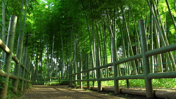 トーシンフェニックス都立大学(すずめのお宿緑地公園)