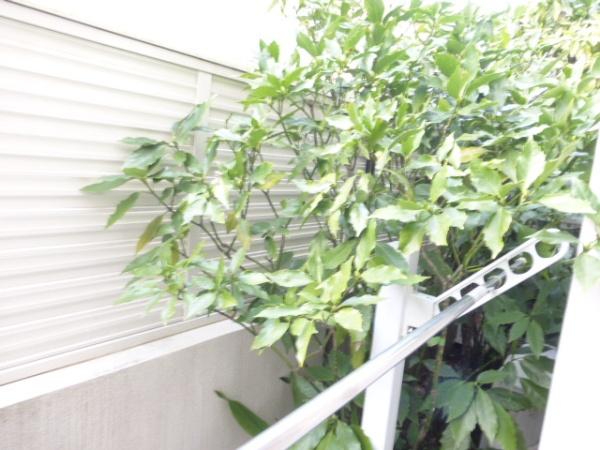 スフィア自由が丘