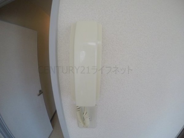 プロヴァンスマユミ