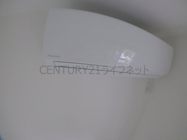 cacto新高