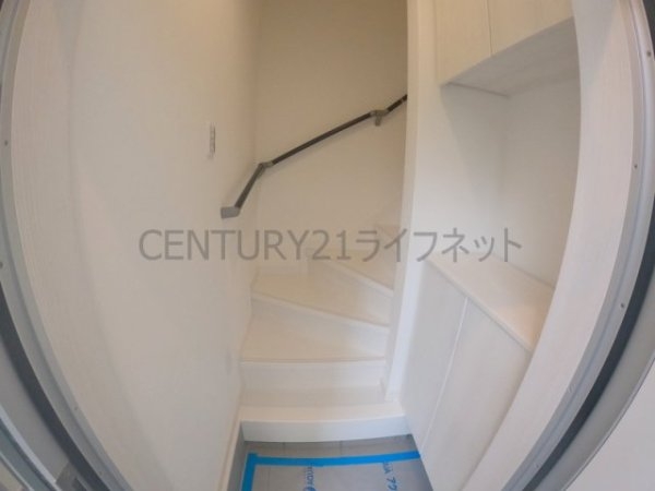 cacto新高
