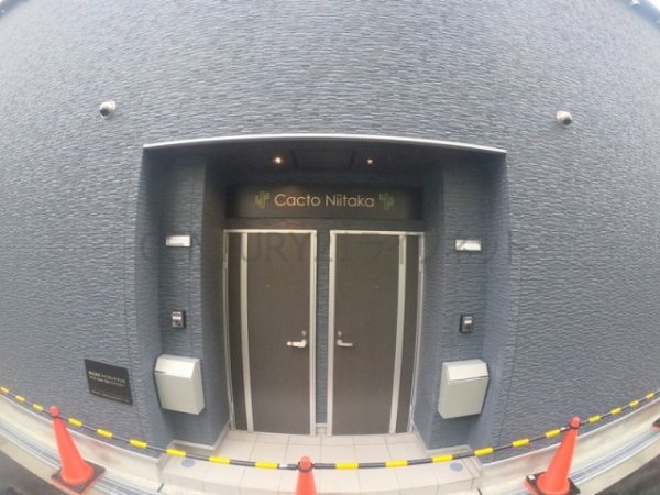 cacto新高