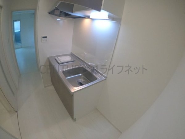 cacto新高