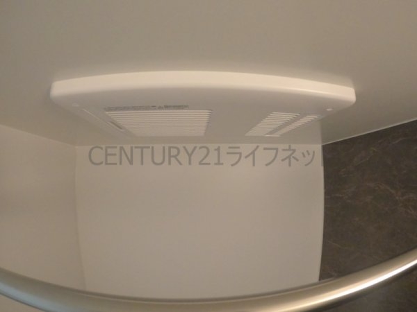 cacto新高