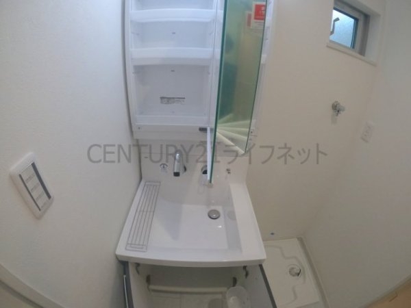 cacto新高