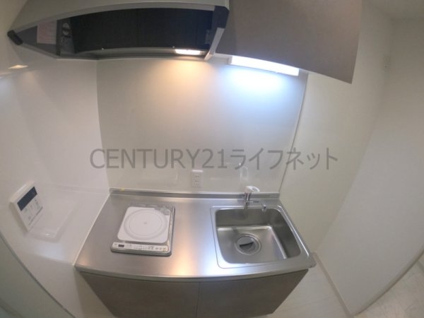cacto新高