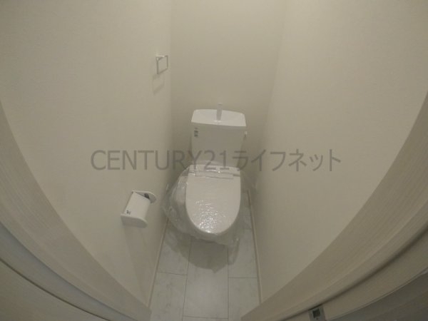 cacto新高