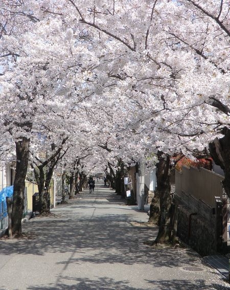 逆瀬川ハイツ6号棟(宝塚南口～寿楽荘の桜並木・桜トンネル)