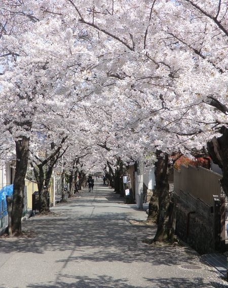 サーパス逆瀬川(宝塚南口~寿楽荘の桜並木・桜トンネル)
