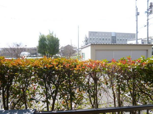 ビューカトレア