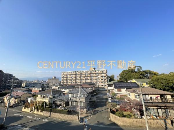 ルピナス
