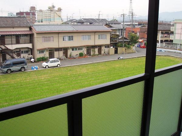 ラベンダー
