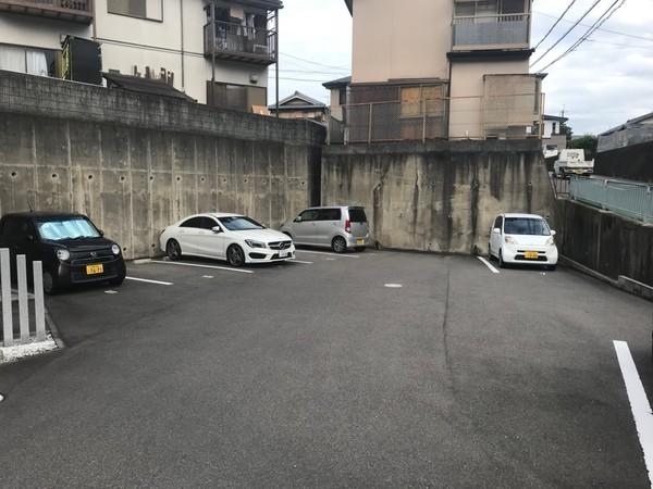 アンプルールフェール樹