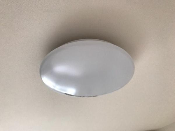 フリージア
