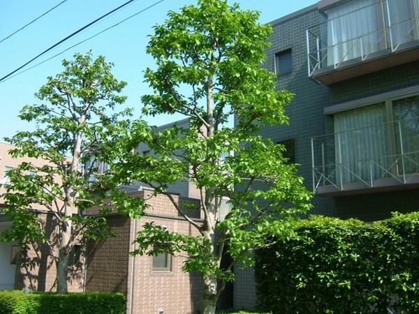 目黒区八雲５丁目のマンション