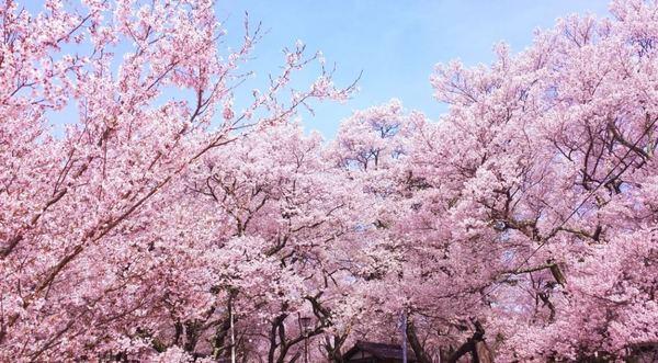 プレミアブラン代々木公園