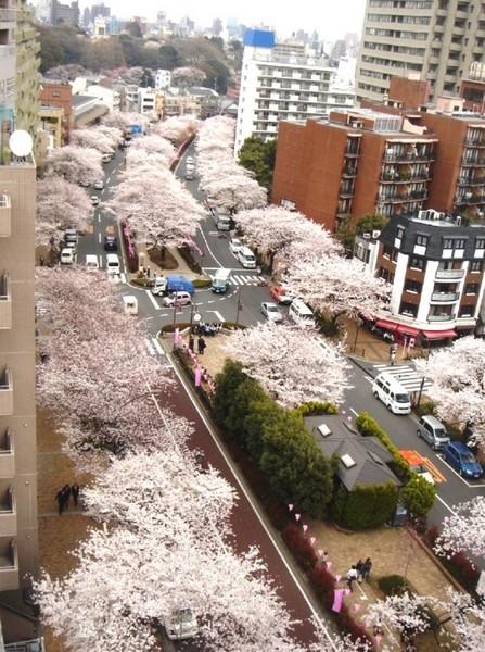 小石川パークタワー