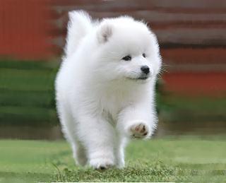 コンフォリア芝浦バウハウス