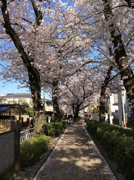 目黒区柿の木坂２丁目のマンション(呑川柿の木坂支流緑道)