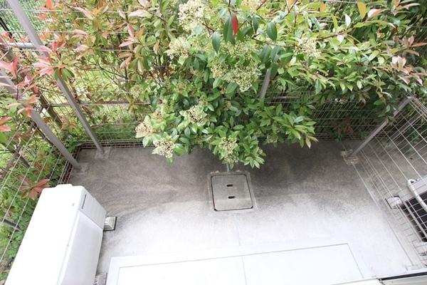 ヴェルデュールTomatsu