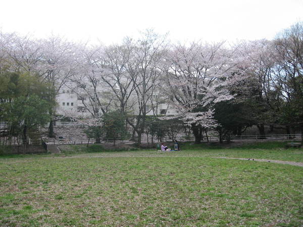 アムール白山(白山公園)