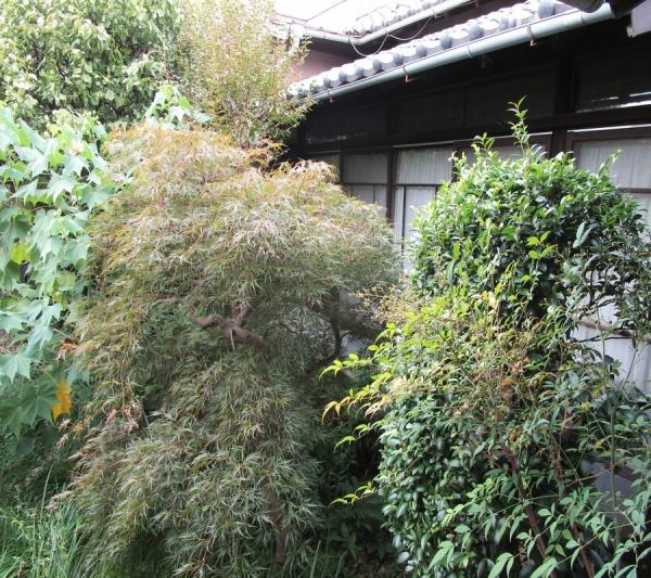 世田谷区代沢２丁目の貸家