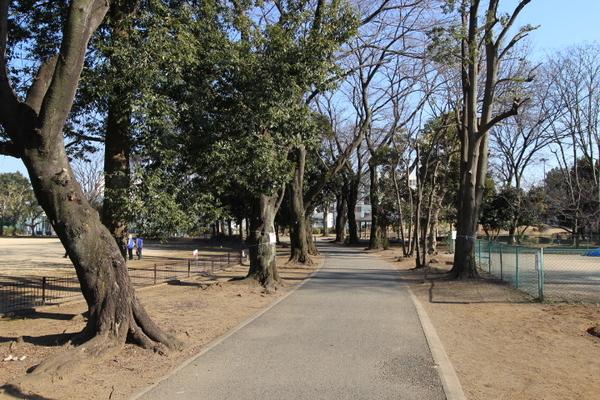 ヤングコスモス(稲荷久保公園)