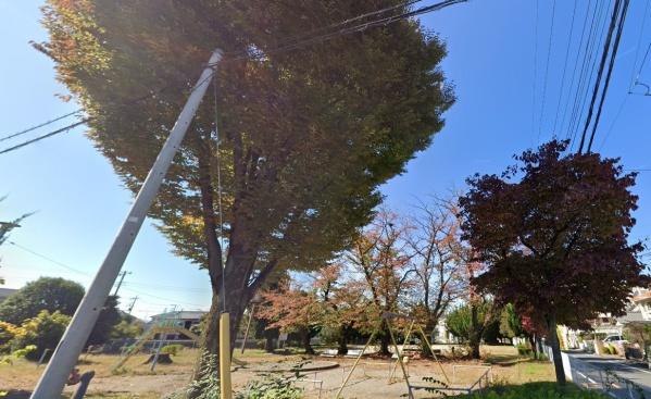 ヤングコスモス(坂戸市仲町公園)