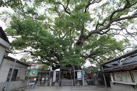 クレールコート(三島神社の薫蓋樟)