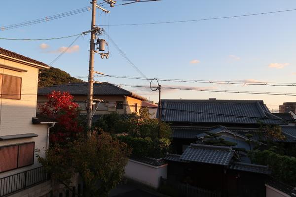 桜collia