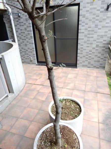 目黒区下目黒２丁目のマンション