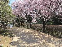 目黒青葉台グランドハイツ(駒場野公園)